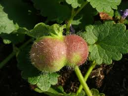 Attēlu rezultāti vaicājumam “Liposthenes glechomae”