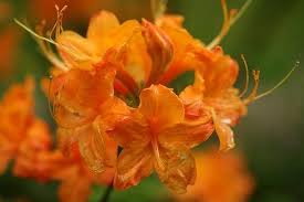 Attēlu rezultāti vaicājumam “Rhododendron calendulaceum”