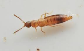 Attēlu rezultāti vaicājumam “Blepharidopterus angulatus imago”