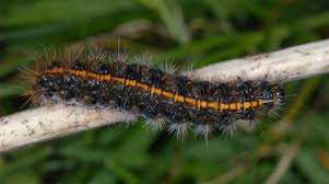 Attēlu rezultāti vaicājumam “Spiris striata”