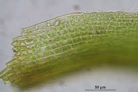 Attēlu rezultāti vaicājumam “Gymnostomum aeruginosum”