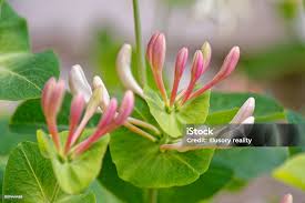 Attēlu rezultāti vaicājumam “Lonicera caprifolium”