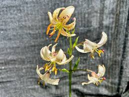 Attēlu rezultāti vaicājumam “Lilium martagon”