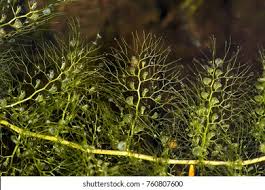 Attēlu rezultāti vaicājumam “Utricularia intermedia leaf”