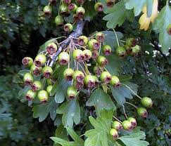 Attēlu rezultāti vaicājumam “Crataegus monogyna fruit”