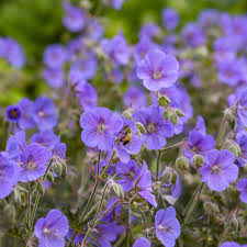 Attēlu rezultāti vaicājumam “Geranium pratense flower”
