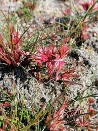 Attēlu rezultāti vaicājumam “Juncus bulbosus”