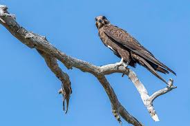 Image result for Falcons Black