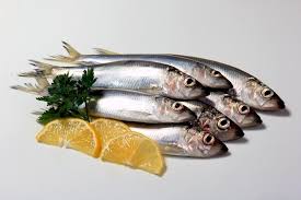 Image result for Clupea harengus