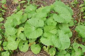 Attēlu rezultāti vaicājumam “Alliaria petiolata”