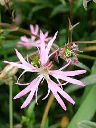 Image result for Lychnis flos-cuculi