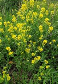 Attēlu rezultāti vaicājumam “Barbarea vulgaris subsp. arcuata flower”