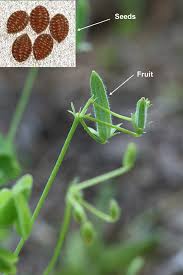 Attēlu rezultāti vaicājumam “Oxalis corniculata fruit”