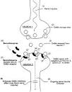 benzo.org.uk : Benzodiazepines: How They Work &amp; How to Withdraw ...