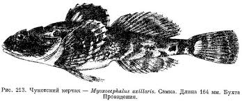 Image result for Myoxocephalus scorpioides