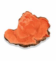 Attēlu rezultāti vaicājumam “Antrodia”