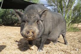 Bildresultat för pigs