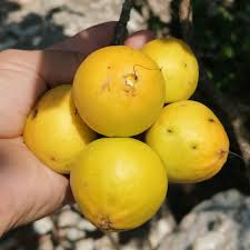 Attēlu rezultāti vaicājumam “Carex dioica fruit”