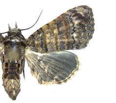 Attēlu rezultāti vaicājumam “Nolidae”