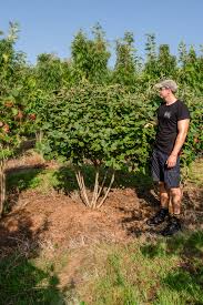 Attēlu rezultāti vaicājumam “Viburnum lantana”