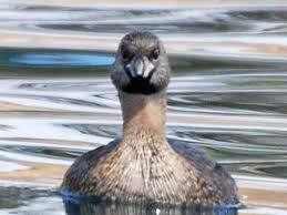 Image result for Podilymbus podiceps