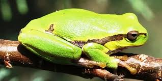 Attēlu rezultāti vaicājumam “Hyla arborea”