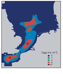 Image result for Pleuronectes platessa