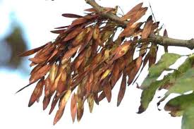 Attēlu rezultāti vaicājumam “Closterotomus biclavatus nymph”