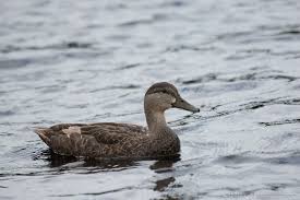 Image result for Anas rubripes