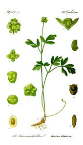 Attēlu rezultāti vaicājumam “Adoxa moschatellina leaf”