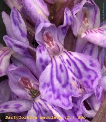 Attēlu rezultāti vaicājumam “Dactylorhiza maculata”