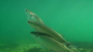 Image result for Liza aurata