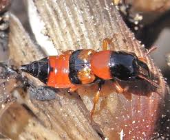 Attēlu rezultāti vaicājumam “Oxyporus”