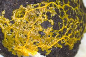 Attēlu rezultāti vaicājumam “Physarum melleum young”