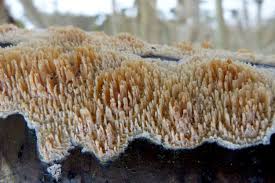 Attēlu rezultāti vaicājumam “Schizopora paradoxa”