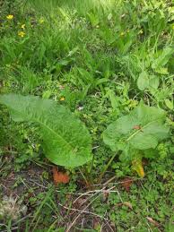 Attēlu rezultāti vaicājumam “Rumex obtusifolius”