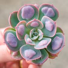 Attēlu rezultāti vaicājumam “Sedum acre leaf”