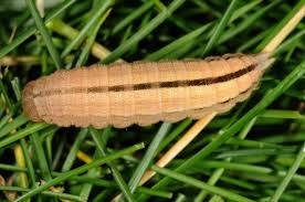 Attēlu rezultāti vaicājumam “Hipparchia alcyone underside”
