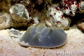 Image result for Limulus polyphemus