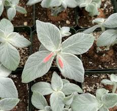 Image result for Sinningia