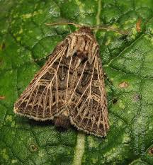 Attēlu rezultāti vaicājumam “Tholera decimalis female”