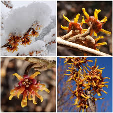 Attēlu rezultāti vaicājumam “Hamamelis vernalis flower”