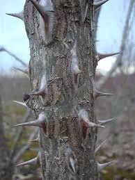 Attēlu rezultāti vaicājumam “Kalopanax septemlobus”