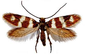 Attēlu rezultāti vaicājumam “Micropterix aureatella”