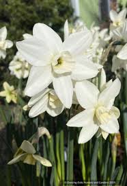 Attēlu rezultāti vaicājumam “Narcissus”