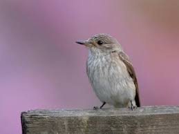 Attēlu rezultāti vaicājumam “Muscicapa striata adult”