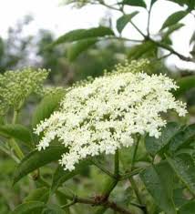 Attēlu rezultāti vaicājumam “Sambucus nigra flower”