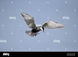 Attēlu rezultāti vaicājumam “Chlidonias hybrida adult”