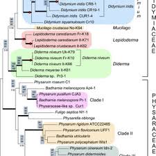 Attēlu rezultāti vaicājumam “Physarum, Nannengaella sp.”