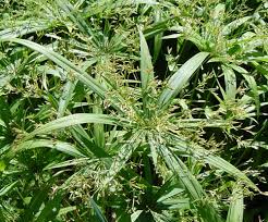 Attēlu rezultāti vaicājumam “Cyperaceae”